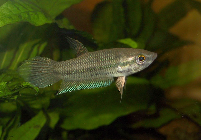 Betta pallida